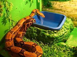 Da schlangen sehr empfindlich sind. Die Ideale Terrariumausstattung Fur Schlangen Haustier Blog