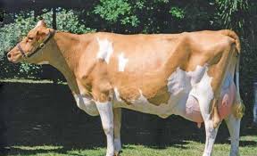 En Cok Sut Veren Buyukbas Inek Cinsleri Hangileridir 30 Kg