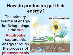 Primary consumers make up the second trophic level. Aim How Does Energy Flow Through An Ecosystem Dn What Is A Niche Can Two Organisms Occupy The Same Exact Niche Explain Ppt Download
