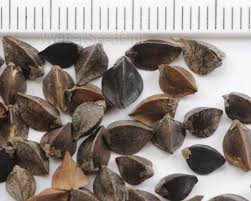 Image result for Fagopyrum