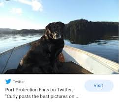 Jethro From Port Protection Animals Horses Cats