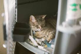 Pique their interest by keeping things fresh, and the toys will do a lot of heavy lifting in your cat is driving you insane at night, you say? Is It Ok To Leave A Cat In A Cage All Day Or At Night Alternative Solutions