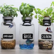 Diy Self Fertilizing Aquarium Planters Mason Jar Herbs Garden Planters Diy Aquaponics System