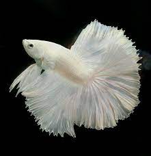 808 Platinum White Hm Male Ikan Cupang Gambar Ikan