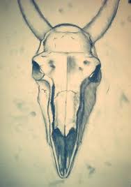 We did not find results for: Animal Skull Illustration Drawing By Staceygoldenberg On Deviantart