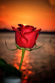 Untitled By Danny Lahey 500px Rote Rose Fotos Blumen Schone Rose