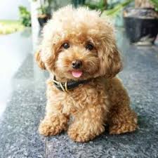 The poodle's ears hang close to its head and are long and flat. 8 Best Mini Poodle Breeders In The U S 2021 We Love Doodles