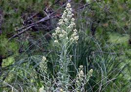 Image result for Erigeron bonariensis