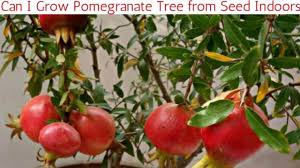 The creative art of bonsai. Step By Step Procedure For Growing Pomegranate Plant From Seed Indoors Home Gardeners