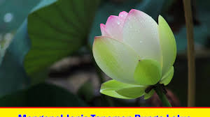 Belum banyak orang yang tahu khasiat jimat lulang kebo landoh. Mengenal Jenis Tanaman Bunga Lotus Tukang Taman Surabaya