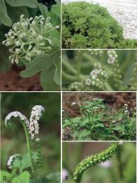 Image result for Heliotropium zeylanicum