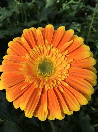 Pin On All About Gerbera