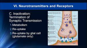 Learn more about the types and functions of neurotransmitters. Lecture 6 Neurotransmission And Neurotransmitters Drugs And Human Behavior 2019 Youtube