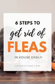 How To Get Rid Of Fleas In House 6 Step By Step Guide In 2020 Flea In House Kill Fleas In House Flea Treatment For House