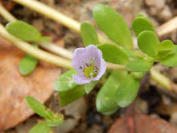Image result for Bacopa monnieri