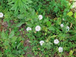 Image result for Convolvulus farinosus