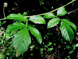 Image result for Paullinia pinnata