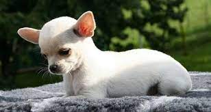 5 Facts You Should Know About Chihuahuas Chihuahua Puppies Toy Dog Breeds Dog Breeds