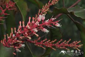 Image result for Helixanthera