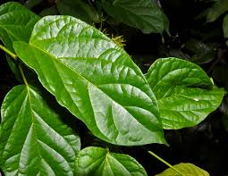 Image result for Telosma