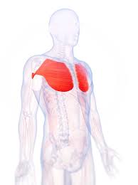 This page provides an overview of the chest muscle group. Human Chest Muscles Photograph By Sebastian Kaulitzki