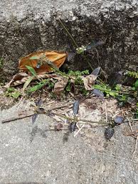 Image result for Spermacoce ocymoides