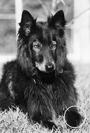Pet nutritionist susan davis has extensive experience helping pets with osteosarcoma, as she offered holistic consultations to cancer patients at a leading veterinary oncology hospital and vca hospitals in orange county, ca. Holistic Treatments For Osteosarcoma In Dogs Whole Dog Journal