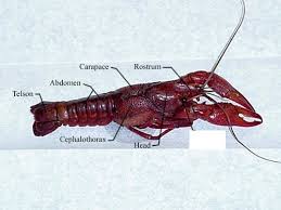 Carapace is a dorsal upper section of the exoskeleton or shell in a number of animal groups the maxillary palps on a grasshopper function as a sensory organ. Crayfish Sea Star And Grasshopper Dissection Flashcards Quizlet