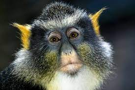 If Spock Had A Monkey With Its Bright Yellow Pointed Ears A Wolf Monkey Could Ve Been Spock S If He Had A Monkey And We Re Glad He Didn T Primat Zhivotnye