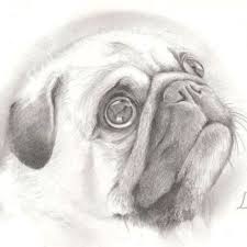 My Drawing Of A Pug Dog Drawing Pug Art Pug Tattoo