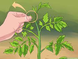 Many gardeners who grow tomatoes, however, encounter growing problems. How To Prune Tomatoes 9 Steps With Pictures Wikihow