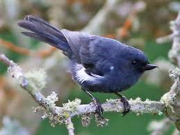 Image result for Dyschoriste albiflora