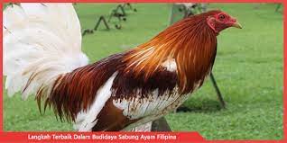 Ayam bangkok disilang dengan ayam philipin baguskah anakan yang dihasilkan gaya main & ketahanannya подробнее. Langkah Terbaik Dalam Budidaya Sabung Ayam Filipina