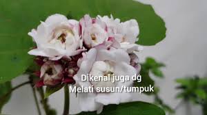 We did not find results for: Clerodendrum Chinense Bunga Melati Tumpuk Melur Jawa Nan Cantik Youtube