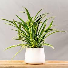 Use mild dishwashing liquid that. Buy Spider Plants For Sale Online Garden Goods Direct