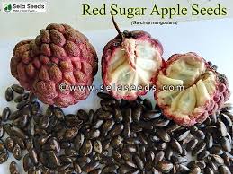Image result for Annona squamosa