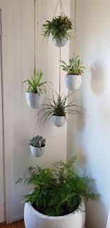 To hang plants indoors you will require a hook anchored into your ceiling that is capable of withstanding the weight of your plant. Hanging Indoor Plants With A Large Pot Underneath To Catch The Drips Gardening