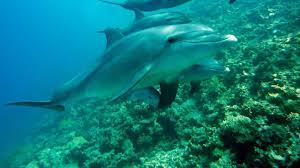 Individuaggio con un aereo e osservazione dei delfini guarantita o nuovo invito gratis. Nuotare Con I Delfini Cose Importanti Da Sapere Idee Green