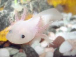 axolotl development embryology