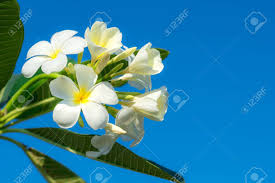 White and yellow flowers bali. Close Up Of Bouquet White And Yellow Plumeria Or Frangipani Flower Hawaii Hawaiian Lei Flower Bali Indonesia Shri Lanka Spa On Branch Tree In Morning Garden Background With Sunlight Stock Photo Picture And