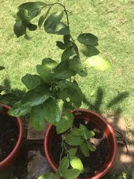 We did not find results for: The 7 Sure Shot Tips You Need To Grow Lemon Tree In A Pot