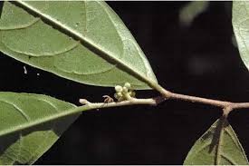 Image result for Dichapetalum deflexum