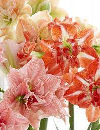 Amaryllis How To Grow Amaryllis Bulbs Gardeners Com Amaryllis Bulbs Amaryllis Care Bulb Flowers