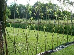 Wood was not plentiful enough to waste on a fence. 15 Amazing Living Fence Ideas For Your Yard Weeping Willows Grow Quickly And Stand Up Well In Cold Weather T Willow Fence Living Willow Fence Living Willow