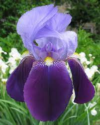 Iris And Flags Plants Bing Images Flowers Iris Flowers Beautiful Flowers