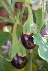 Carrots, cucumbers, radishes, squash, and members of the allium family all do well when grown in close proximity to peppers. Growing Warm Season Vegetables In The Pacific Northwest Seattle S Favorite Garden Store Since 1924 Swansons Nursery