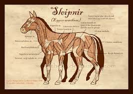 Pin On Sleipnir The Eight Legged Horse