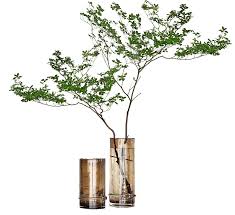 Pin By Qp Apple On Flower In 2020 Flower Art Green Plants Plants