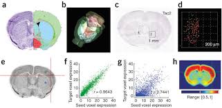 We would like to show you a description here but the site won't allow us. An Anatomic Gene Expression Atlas Of The Adult Mouse Brain Nature Neuroscience