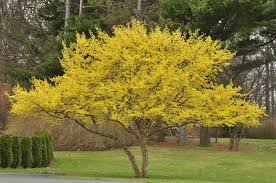 Gardenatoz Cornelian Cherry Garden A To Z Garden Trees Flowering Trees Dogwood Trees